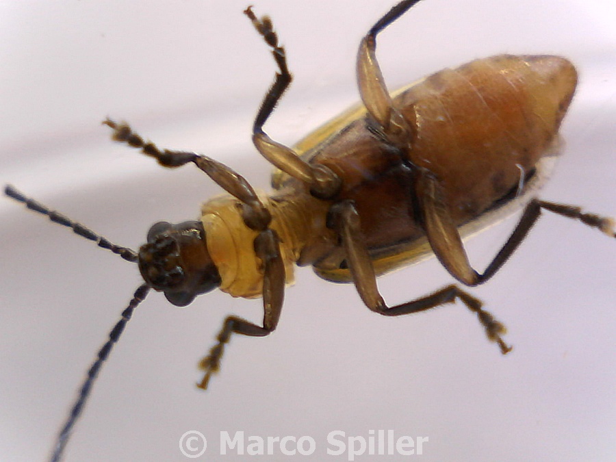 Diabrotica virgifera: sopra e sotto